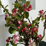 - Fyrvokterboliger Apartment Utsira